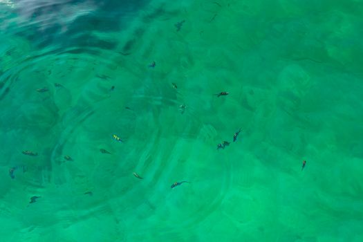 surface of clear transparent turquoise sea water with small waves and swimming striped fish.