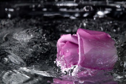 Rose falling into the water with a splash and spray.