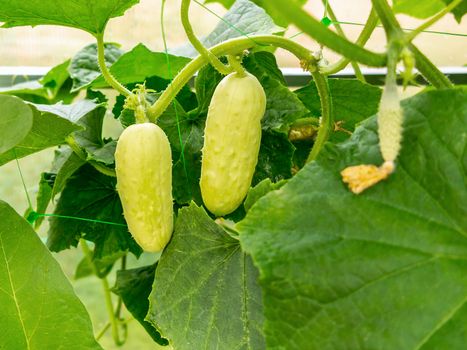 White cucumbers grows on the bed in the greenhouse.