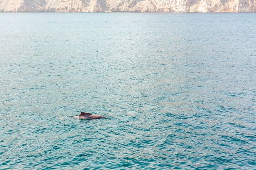 Dolphins playing in the water of the Gulf of Oman.