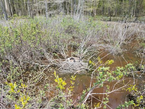 goose on a nest with plants in a wetland or marsh environment