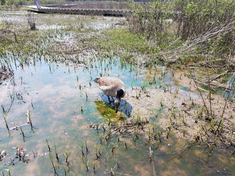 goose eating in muddy water with plants and algae in wetland