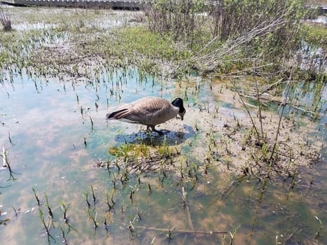 goose eating in muddy water with plants and algae in wetland