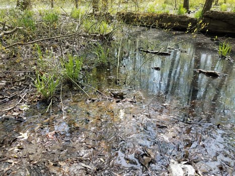 large frog or toad in water and mud and leaves in swamp