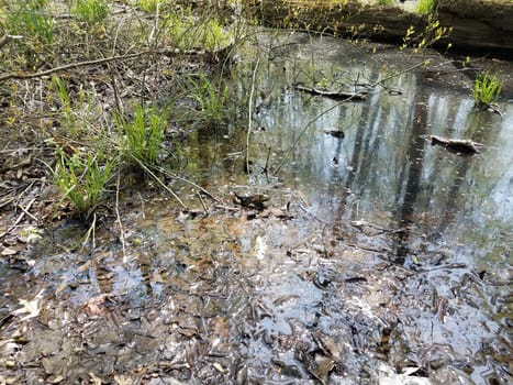 large frog or toad in water and mud and leaves in swamp