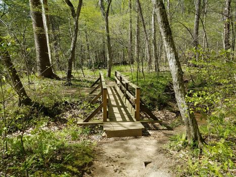 wood bridge over creek on trail in forest or woods with trees