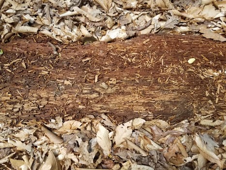 brown decomposing or decaying tree log with brown leaves in forest