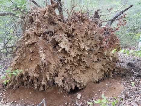 damaged fallen tree with tree roots and dirt in forest or woods