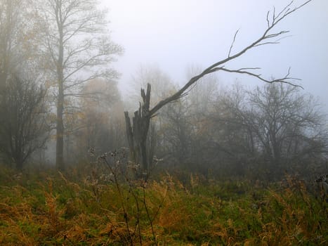 foggy morning late autumn