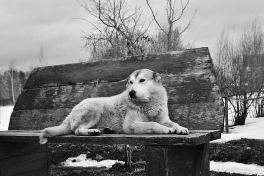dog lying on a bench, detail of village life