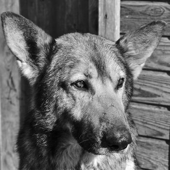 portrait of big mongrel