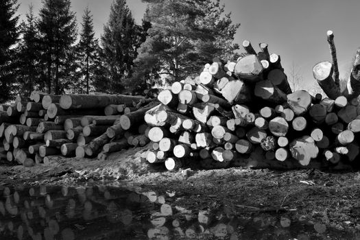 harvested and stored timber, black and white image