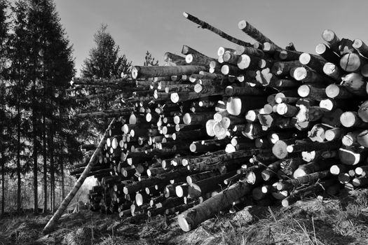harvested and stored timber, black and white image