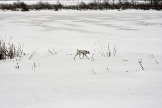 dalmatian walking in the snowfall ,winter landscape