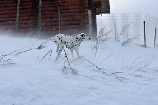 dalmatian in a strong snowstorm,image shows winter weather