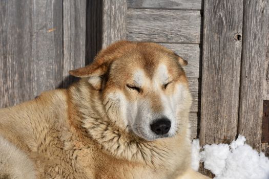 dormant husky against the background of the plank wall
