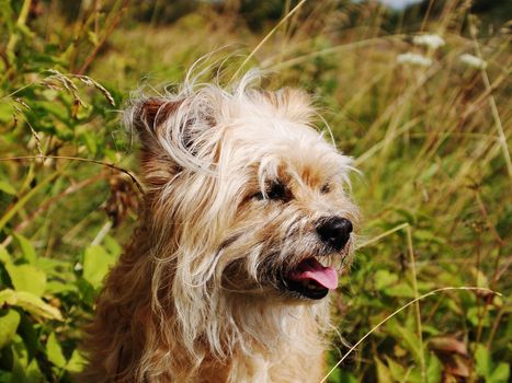  red-haired shaggy dog,portrait during a summer walk