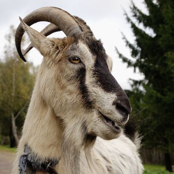 portrait of a goat under natural conditions