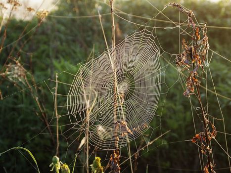 dawn, cobweb on the grass, the image shows the detail of nature