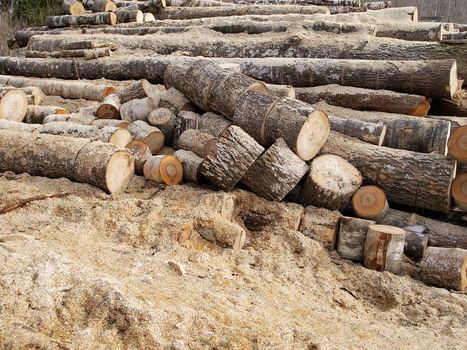the image shows one of the moments of harvesting firewood