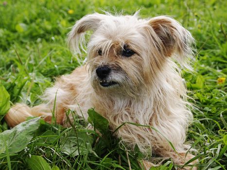 redhead, shaggy dog lying on the grass