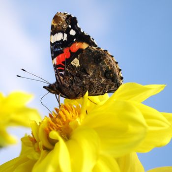 butterfly on a yellow flower, background blue sky