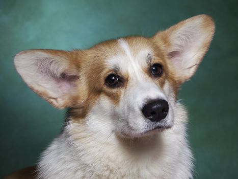 image shows breed welsh corgi, studio portrait