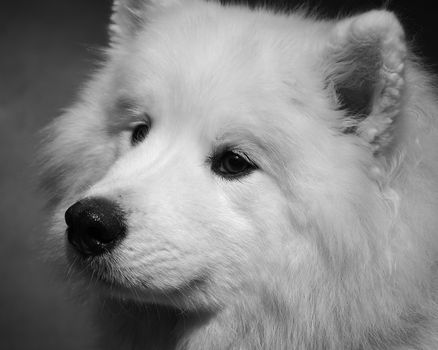 studio portrait of a female samoyed, the image is monochrome