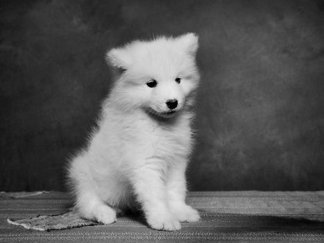 studio portrait of a samoyed puppy, monochrome image