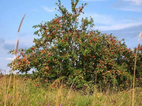 wild apple tree with red ripe apples