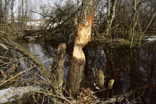a tree at the stream gnawed by beavers