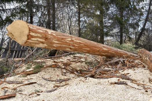 bark-cleared log, the image is well shown by the detail of village life
