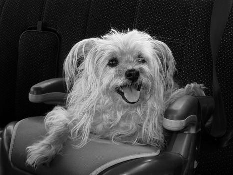 little dog in a nursery car seat, monochrome image