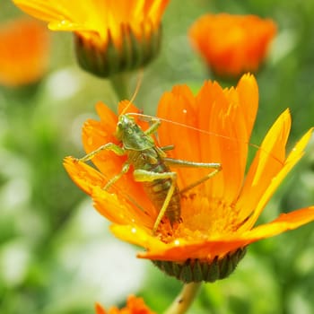 large grasshopper sits on a calendula flower