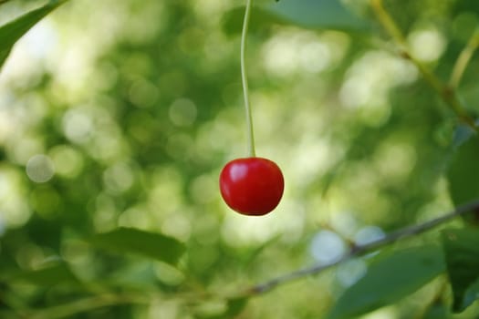 one cherry  on a background of green leaves, shallow depth of field
