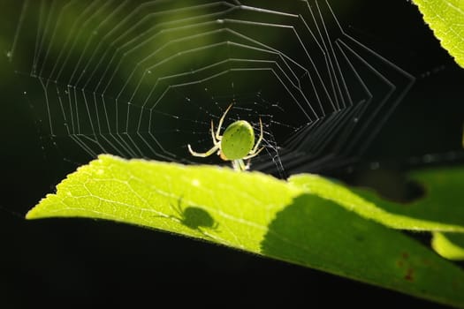 green spider with transparent legs on the web
