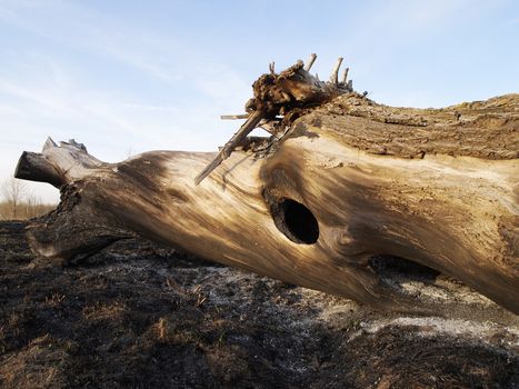 scorched by fire tree, the image shows the effects of fire in nature