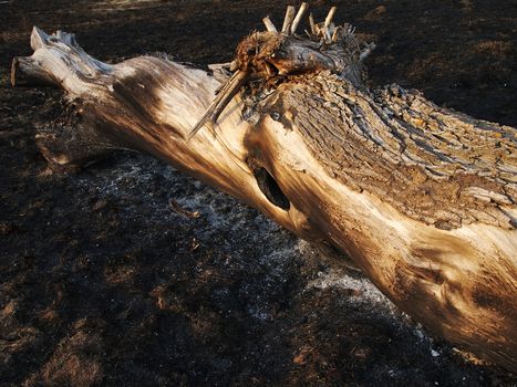 scorched by fire tree, the image shows the effects of fire in nature