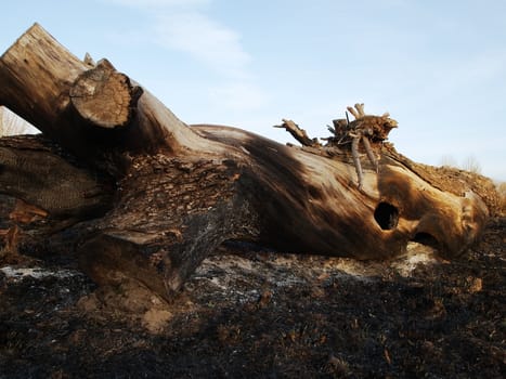 scorched by fire tree, the image shows the effects of fire in nature