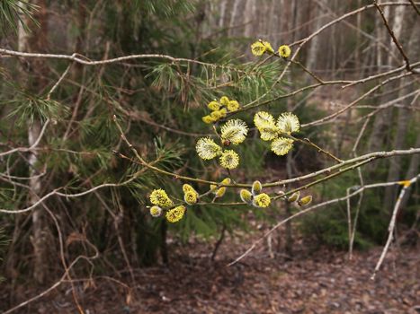 willow flowers, the image shows the early spring