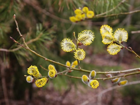 willow flowers, the image shows the early spring