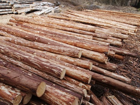 peeled and piled logs, the image shows wood harvesting