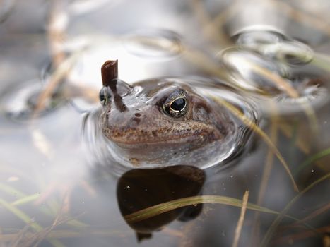 portrait of a frog close up in natural conditions