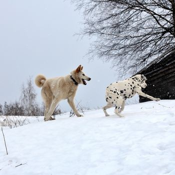 husky and dalmatian playing in the snow