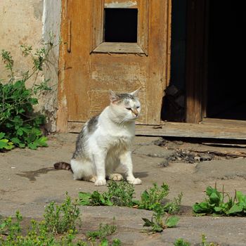 summer, cat sits by the door basking in the sun