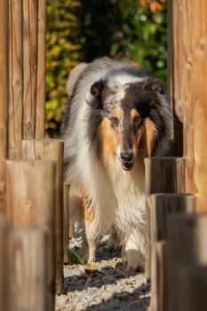 A beautiful collie with long hair out in nature