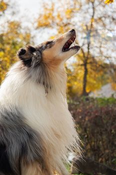 A beautiful collie with long hair out in nature