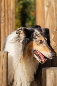 A beautiful collie with long hair out in nature