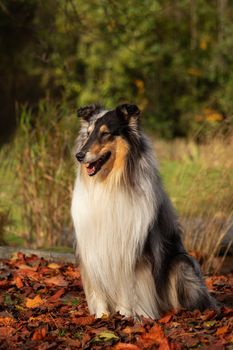 A beautiful collie with long hair out in nature