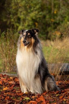 A beautiful collie with long hair out in nature